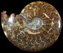 Cleoniceras Ammonite Fossil - Stunning #51248-1